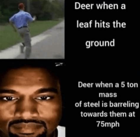 Like A Deer In Headlights Memes