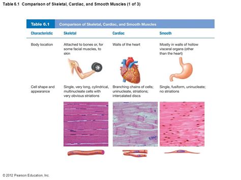 Cardiac Smooth And Skeletal Muscle