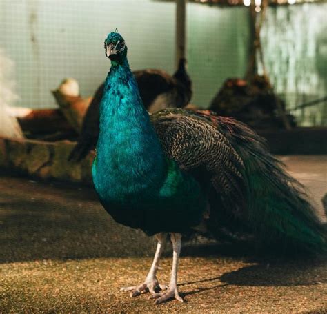 Why Do Farmers Have Peacocks 8 Reasons Theyre Good For Farming Nayturr