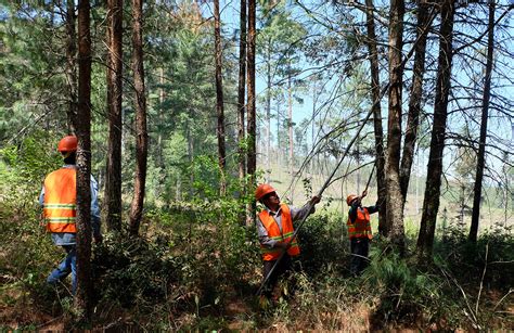 Perspectivas De La Certificaci N De Manejo Forestal Del Fsc En M Xico