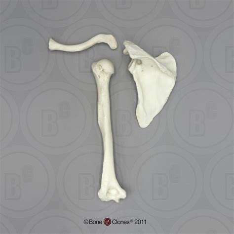 Human Male Asian Humerus Scapula Clavicle Set Bone Clones