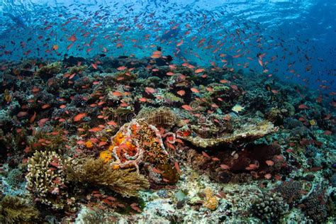 Vibrant And Biodiverse Reef In Indonesia Stock Photo Image Of Amazing