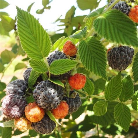 Muda De Framboesa Negra Do Himalaia Rubus Niveus Mudas Rio Preto