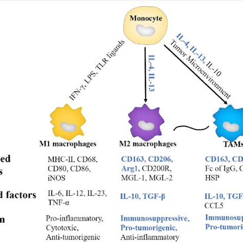 Macrophages Types