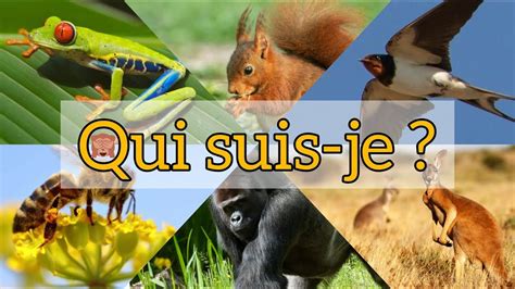 Qui Suis Je Les Animaux YouTube