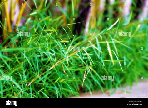 Indian Garden & Flowers Stock Photo - Alamy