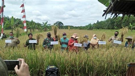 Panen Padi Di Wilayah BPP Kapuas Barat Sukseskan Program Food Estate