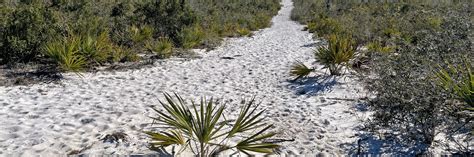 Lake Placid Scrub Lake Wales Ridge Wea Florida Hikes