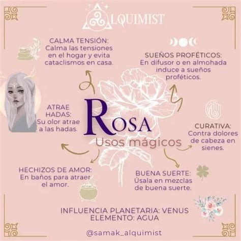 Rosa Usos M Gicos Libro De Las Sombras Hierbas M Gicas Hechizos Y