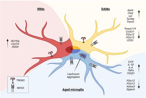 Frontiers Microglia In Neuroinflammation And Neurodegeneration From