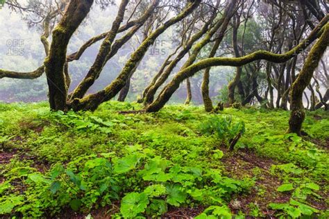 el hierro island stock photos - OFFSET | Canary islands, Tree, Island