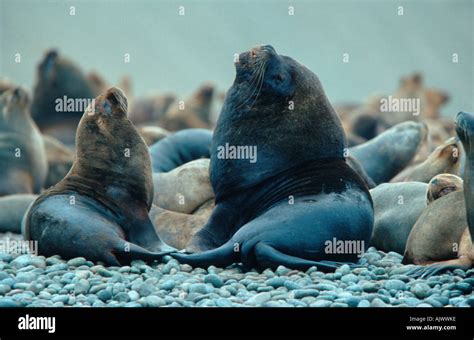 South American Sea Lion Stock Photo - Alamy