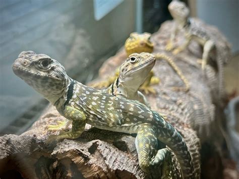 Eastern Collard Lizard For Sale Captive Bred Desert Collard Lizard