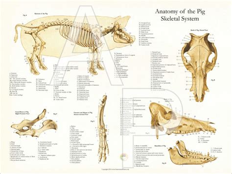 Pig Skeletal Anatomy Poster