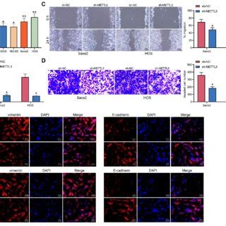 Mettl Silencing Inhibits Cell Invasion Migration And Emt In Os Cell