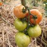 Nos Graines Potag Res De Tomate Grappe Premio F La Bonne Graine