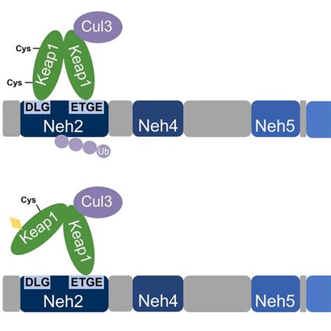 site substrate recognition model  keap dependent nrf