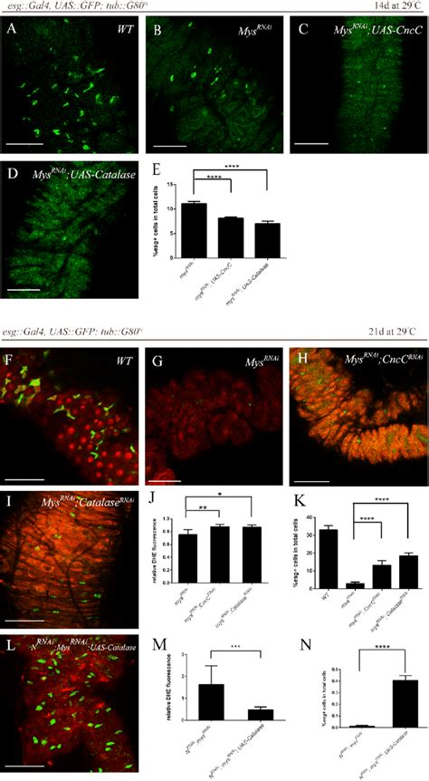 Differential Isc Redox Levels Modified Mys Rnai Mediated Isc Loss Download Scientific Diagram