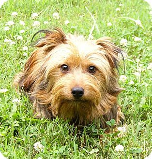 Jamie | Adopted Dog | Mocksville, NC | Yorkie, Yorkshire Terrier ...