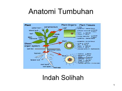 Sitologi Tumbuhan