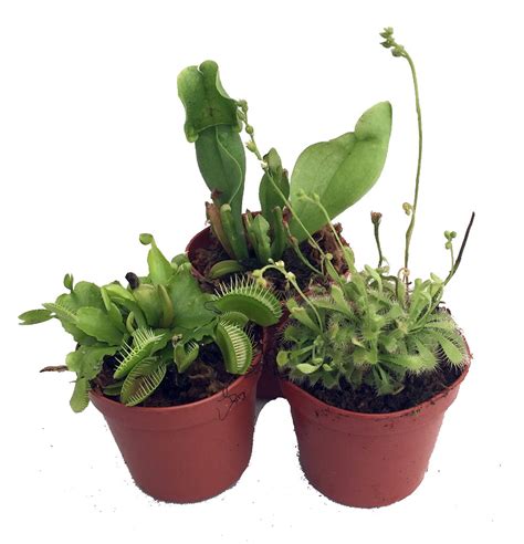 Carnivorous Terrarium Plants Assortment Of 3 Plants In 2 Pots Hirt S Gardens