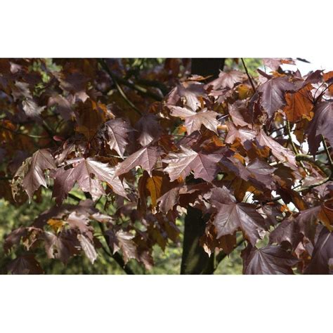 Acer Platano Des Crimson King Auf Stamm Roter Spitz Ahorn