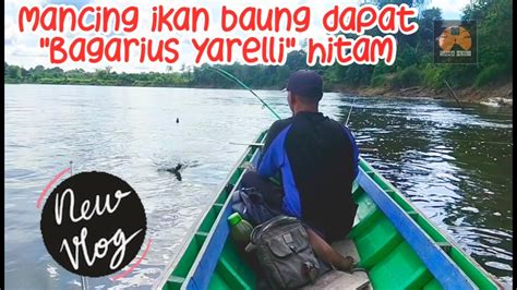 Mancing Ikan Baung Dapat Ikan Bagarius Yarelli Hitam Mancing