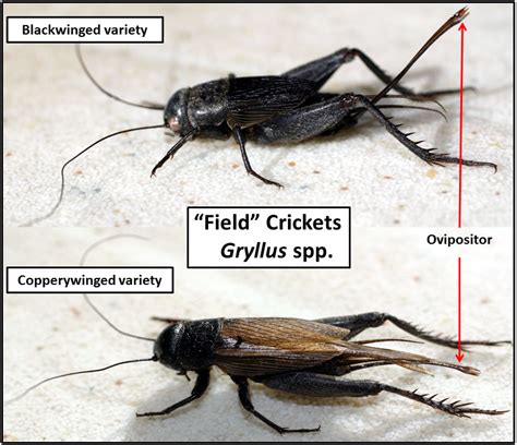 List 93 Pictures What Is The Life Cycle Of A Cricket Sharp