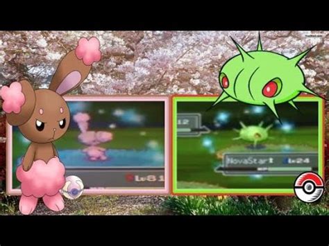 2 In 1 Day Live Shiny Cascoon And A Shiny Buneary In Platinum D