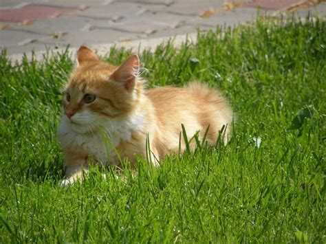 Premium Photo A Red Cat Lies On A Neat Green Lawn