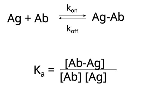 Antibody Essentials Part 1 Antibody Basics Cst Blog