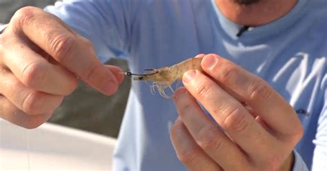 Rigging Fishing With Live Shrimp For Beginners