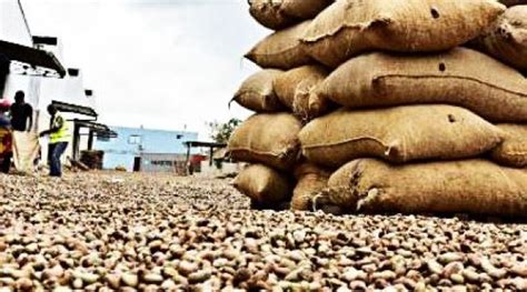 Côte d Ivoire Ouverture de la campagne anacarde 2022 le 4 février le