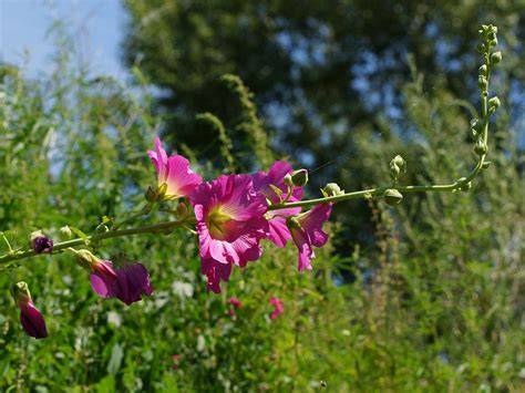 Шток-роза розовая - Alcea rosea - ORGANICLAWN