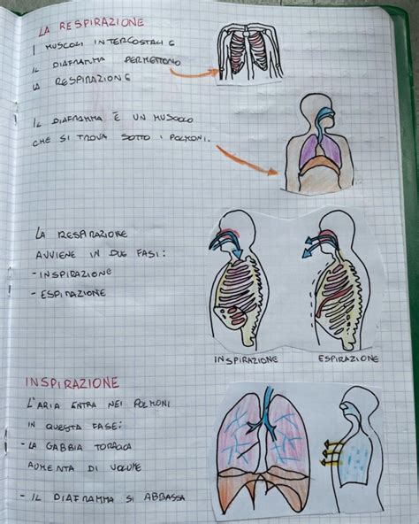 Apparato Respiratorio Blog Di Maestra Mile