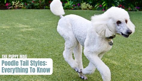 Poodle Tails: The Complete Guide (Styles, Docking, Shape, Length) – The Puppy Mag