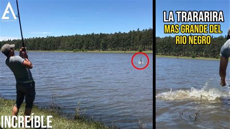 Pescando Tarariras en el Río Negro y palmar Pesca Tarariras Uruguay