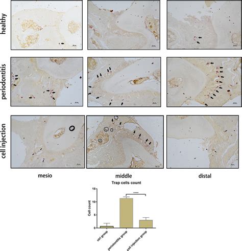 Frontiers Corrigendum Injecting Immunosuppressive M Macrophages