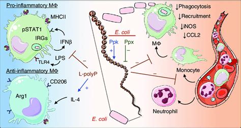 Schematic Of Polyphosphate Effects On Myeloid Cells Long Chain