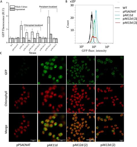 Phenotypic Analysis Of Gfp Expressing Strains A Gfp Fluorescence Of