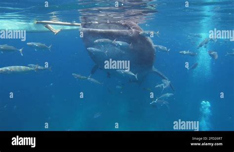 Whale shark plankton Stock Videos & Footage - HD and 4K Video Clips - Alamy