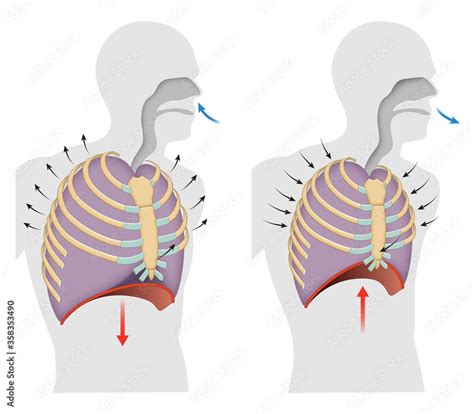 Cycle of breathing, inspiration and expiration Stock Illustration ...