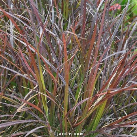 Cenchrus Advena Rubrum Pennisetum graminée feuillage vif Tijardin