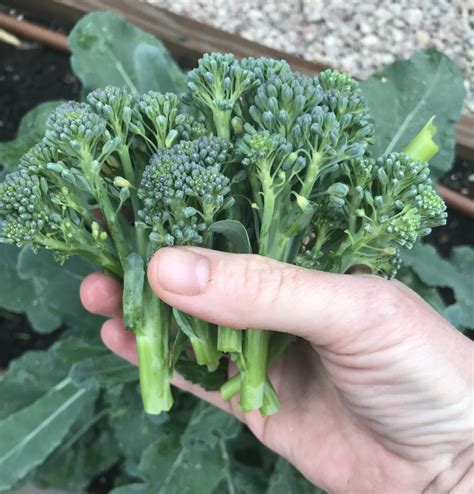 How To Grow Broccoli In Central Texas Lettuce Grow Something