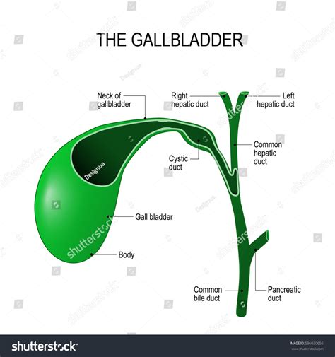 Anatomy Of Gallbladder And Bile Duct