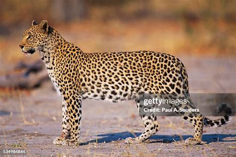 7,337 Female Leopard Stock Photos, High-Res Pictures, and Images ...