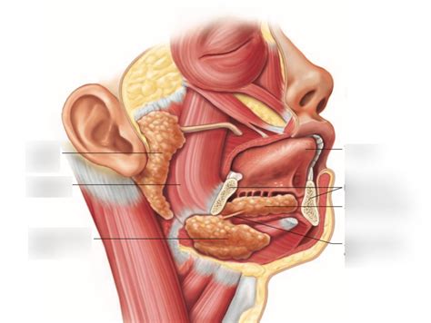 Major Salivary Glands Diagram Quizlet