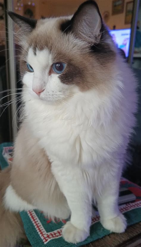 Kocurek Ragdoll Fife Fpl Do P Atnej Adopcji Gratka Pl Oferta Archiwalna