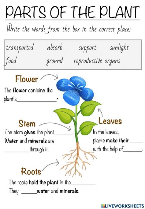 K5 Learning Grade 3 Science Worksheet 1 Parts Of A Plant Artofit