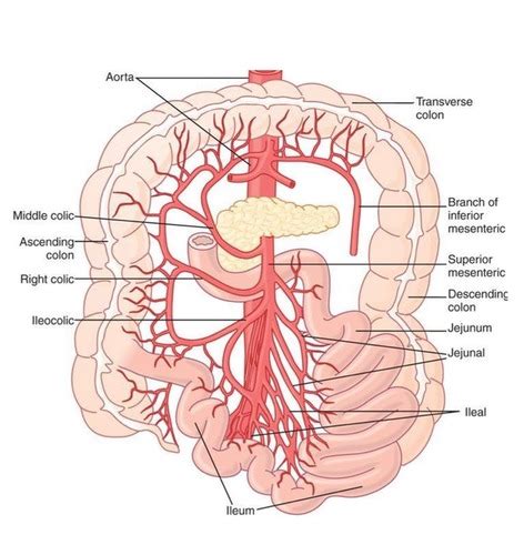 Surgery Intestines And Appendix Flashcards Quizlet